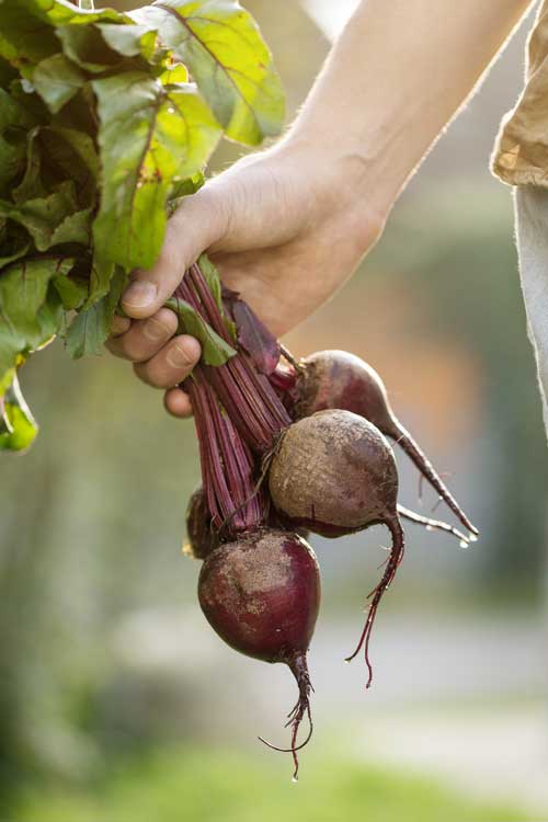 Tom le Jardinier