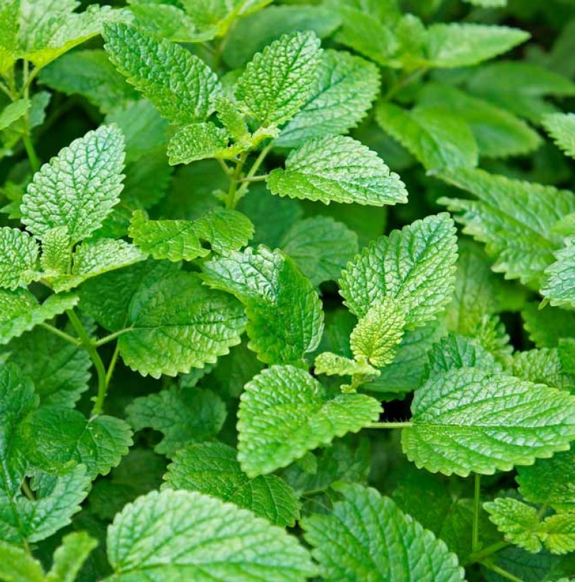 Fiche de culture de la mélisse (Melissa officinalis) : semis, entretien, récolte et usages