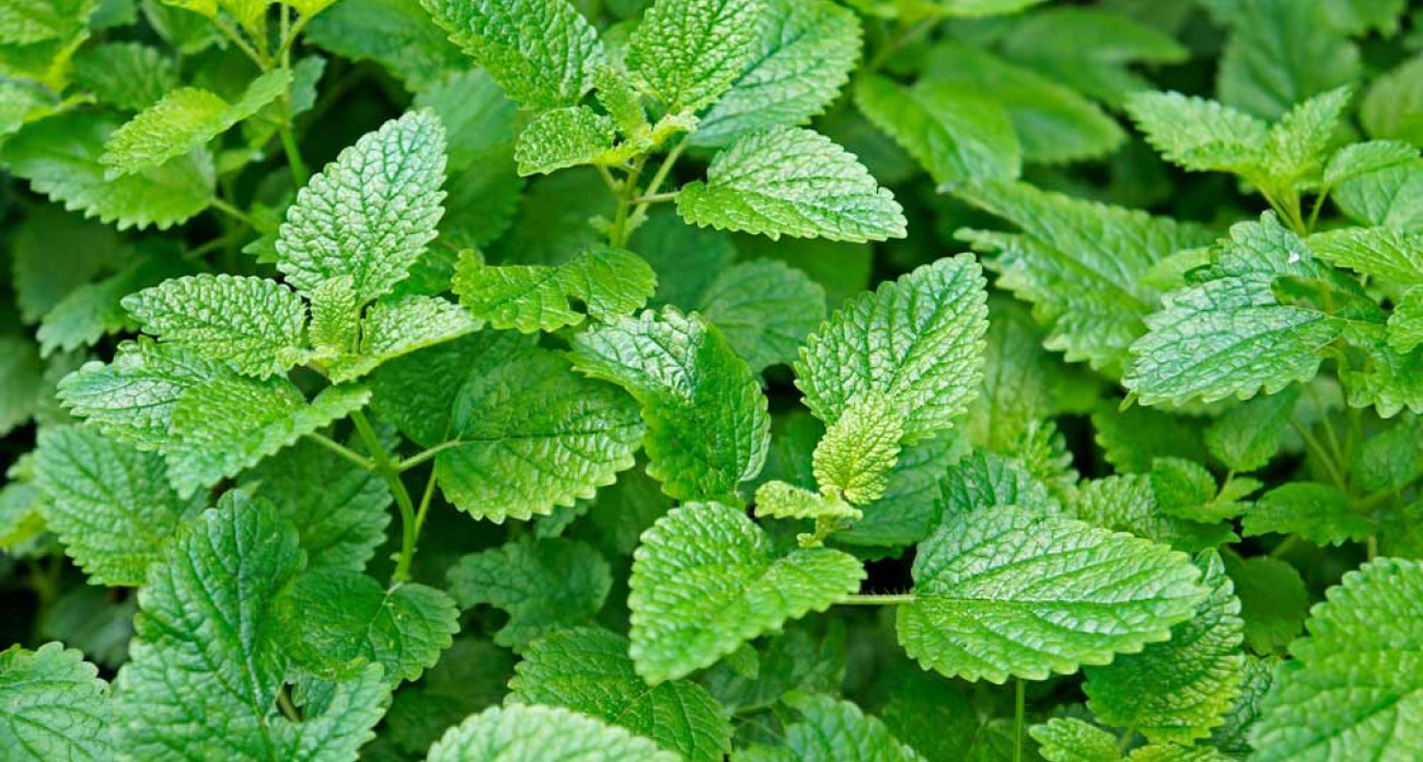 Fiche de culture de la mélisse (Melissa officinalis) : semis, entretien, récolte et usages