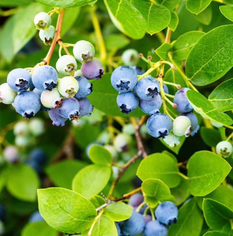 Myrtillier : tout savoir pour réussir la culture des myrtilles au jardin