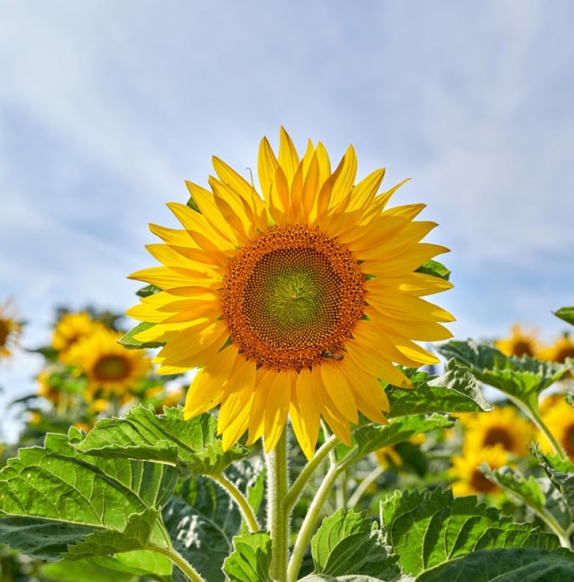Comment cultiver le tournesol : semis, plantation, entretien et récolte