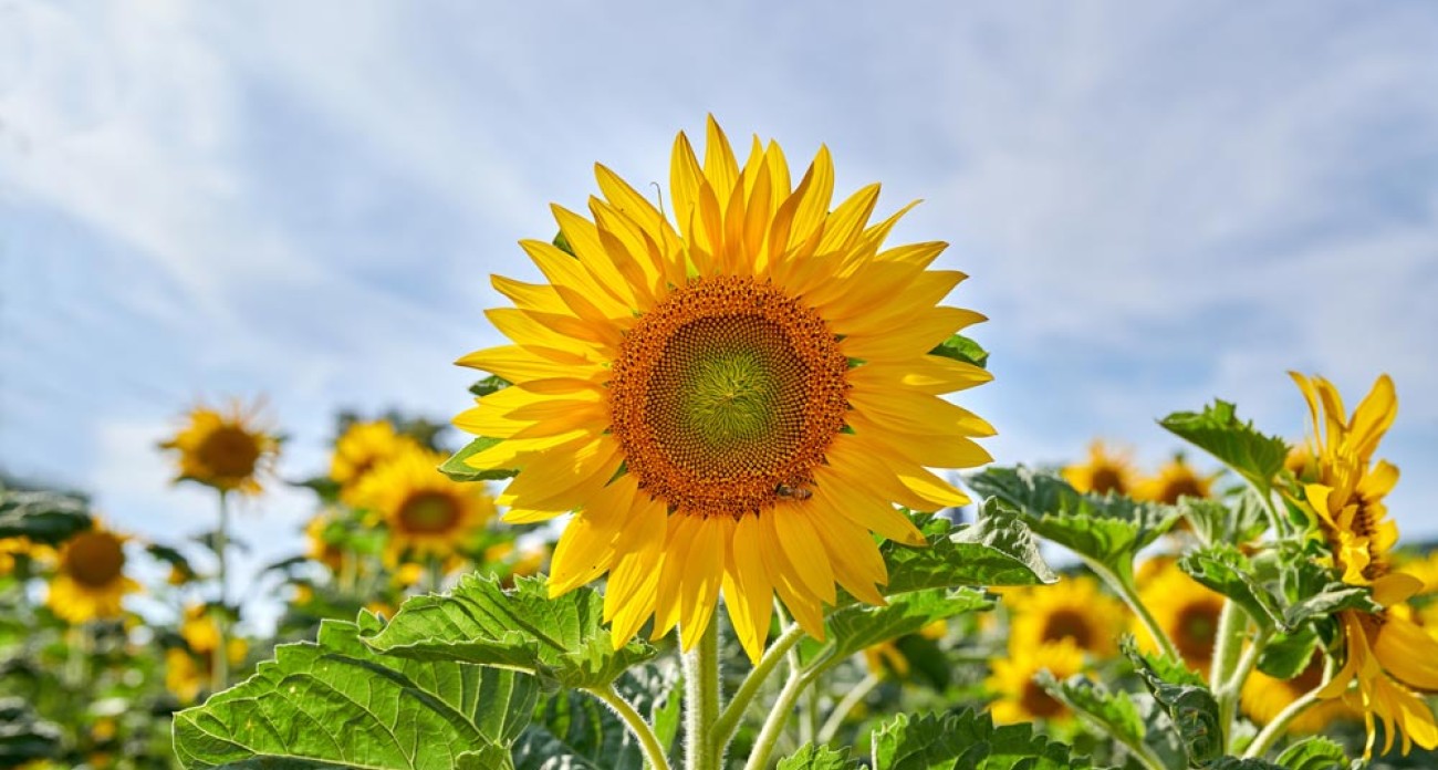 Comment cultiver le tournesol : semis, plantation, entretien et récolte