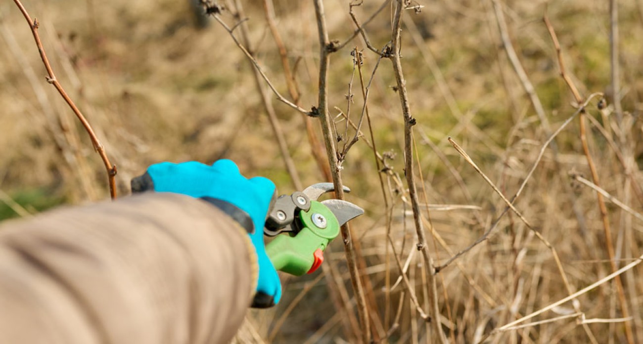 Taille du framboisier : quand et comment tailler