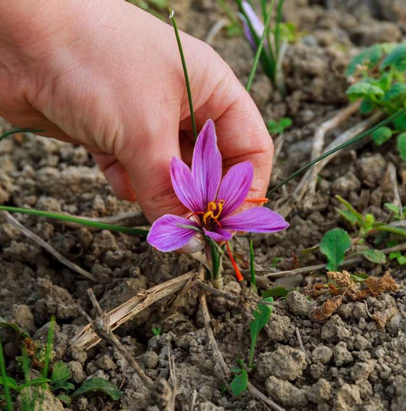 Cultiver du safran : plantation, récolte et conservation