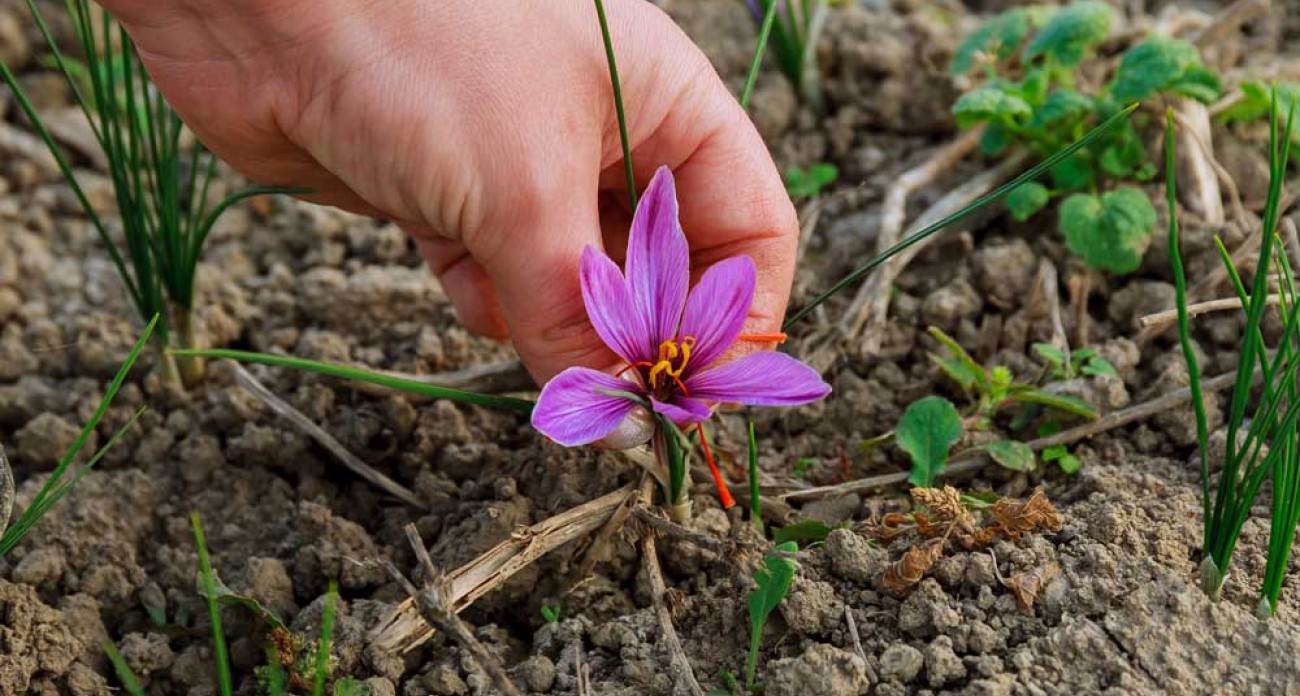 Cultiver du safran : plantation, récolte et conservation