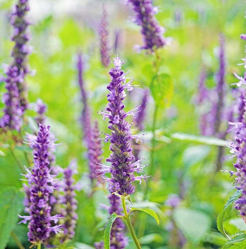 Agastache : culture, entretien et usages au potager
