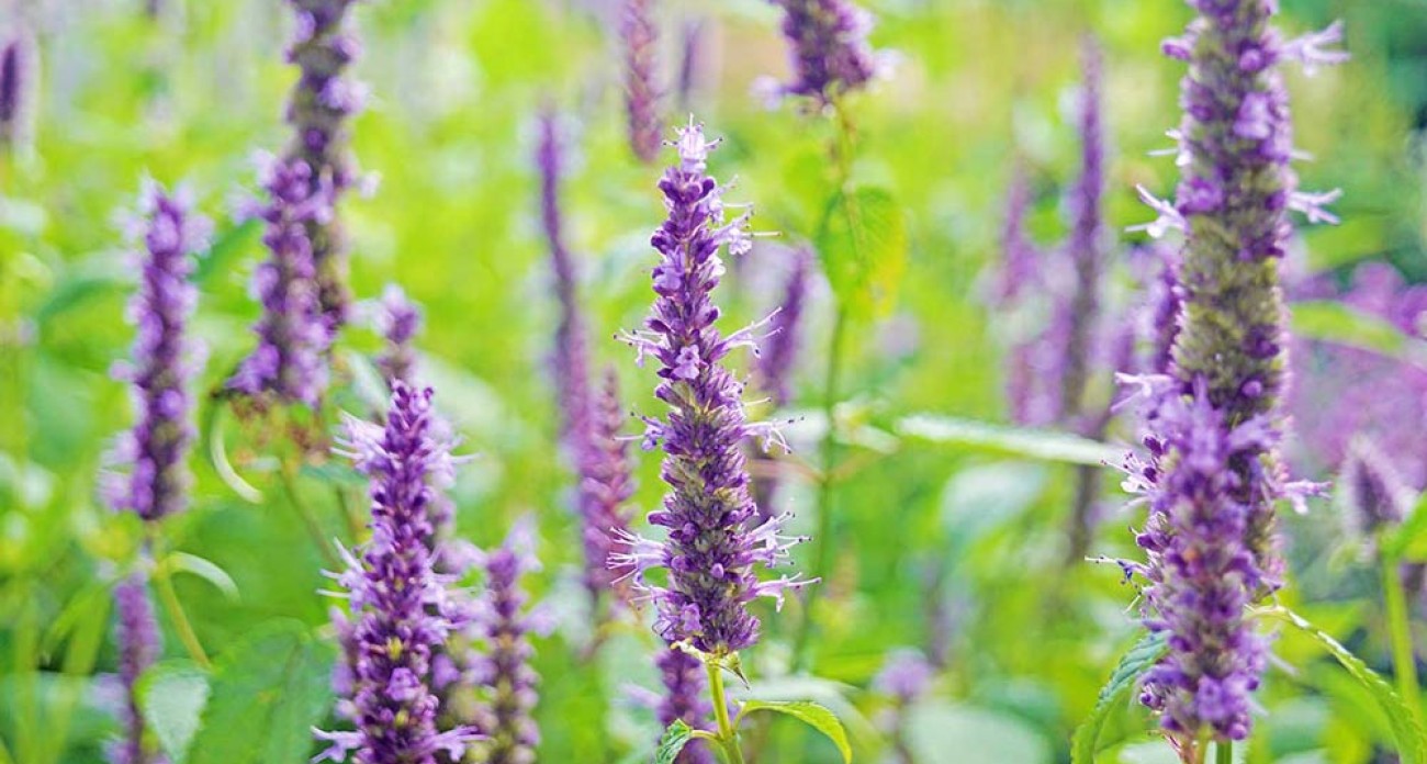 Agastache : culture, entretien et usages au potager