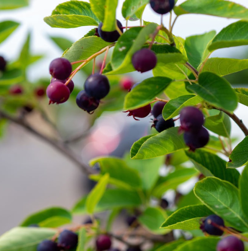 Amélanchier : culture, variétés et récolte des baies
