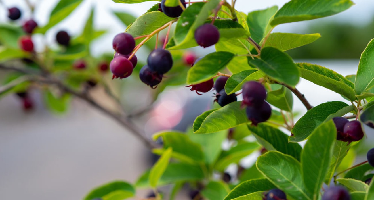 Amélanchier : culture, variétés et récolte des baies