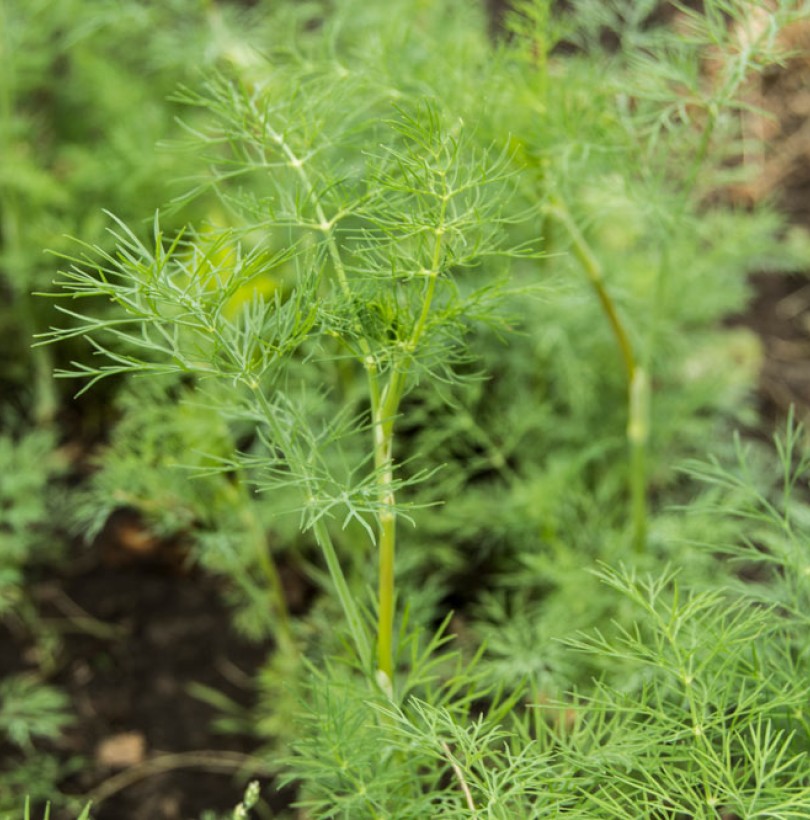 Culture de l'aneth : semis, entretien et récolte