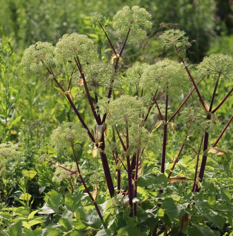 Angélique : plante, culture et récolte au jardin