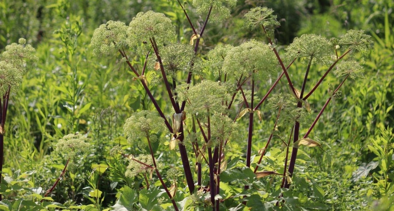 Angélique : plante, culture et récolte au jardin