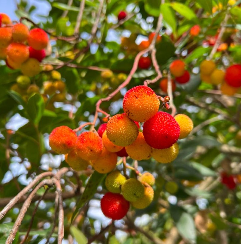 Arbousier : culture, taille et récolte des arbouses