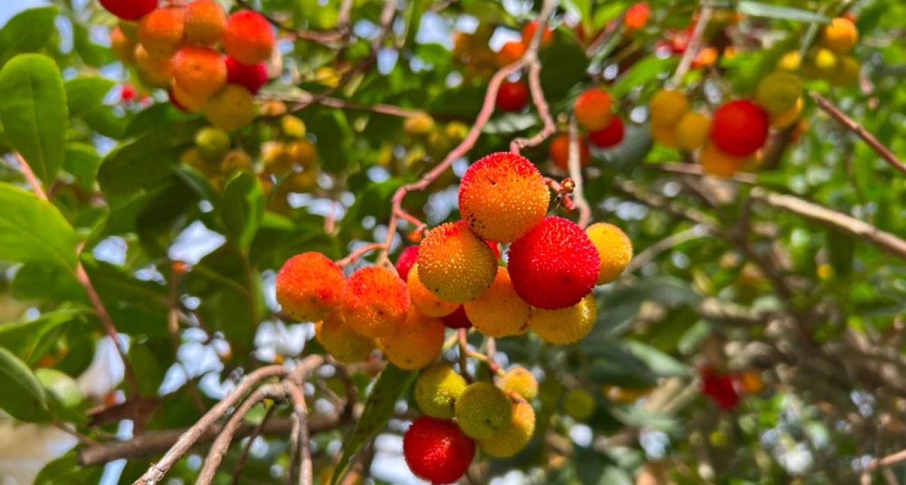 Arbousier : culture, taille et récolte des arbouses