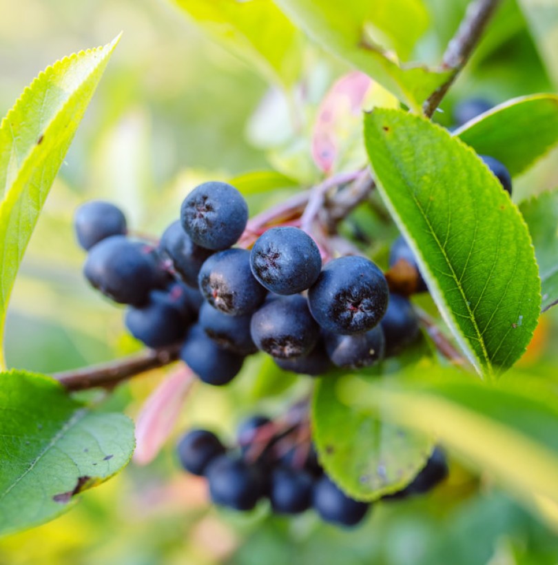 Aronia : culture, récolte et tout sur les baies