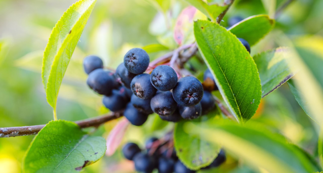 Aronia : culture, récolte et tout sur les baies