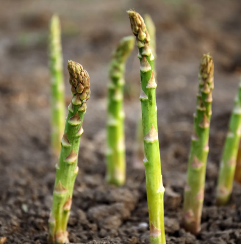 Comment cultiver des asperges ?