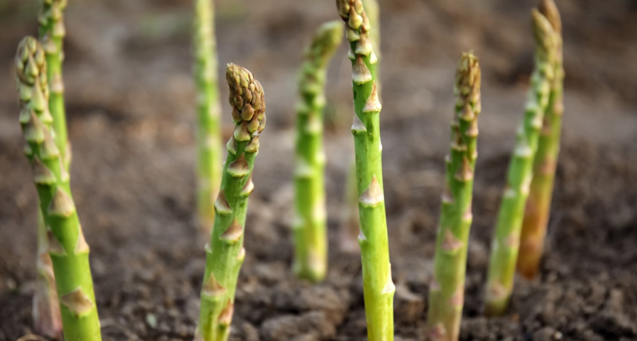 Comment cultiver des asperges ?