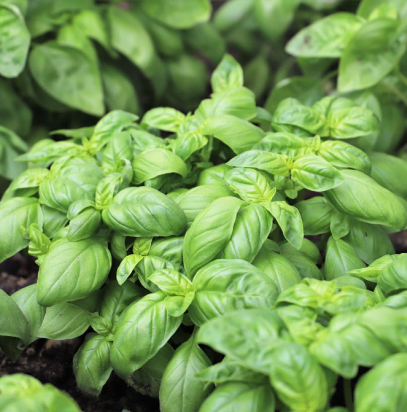 Basilic : culture, semis, plantation et entretien