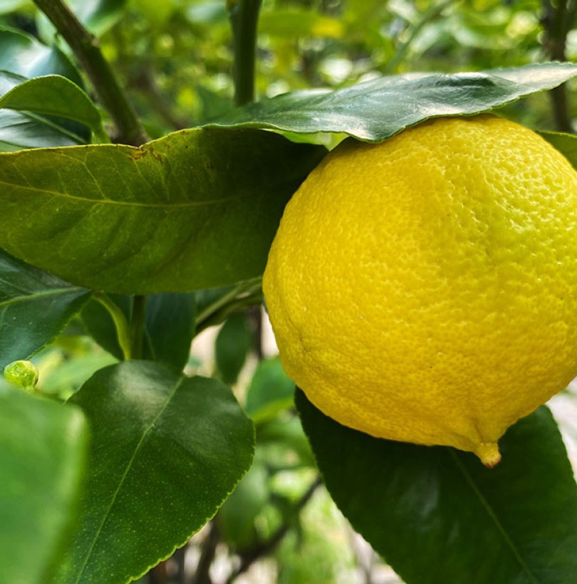 Bergamotier : plantation, culture et entretien