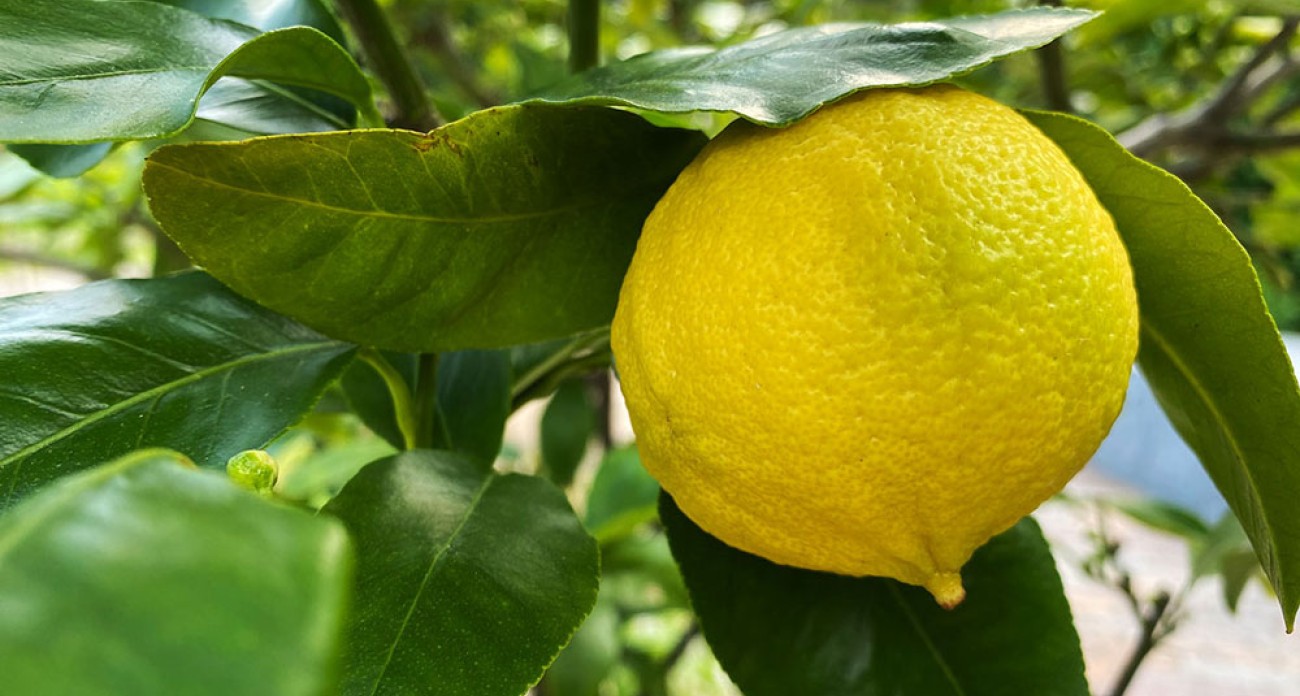 Bergamotier : plantation, culture et entretien