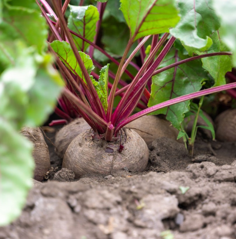 Betterave : semis, culture, plantation et récolte au potager