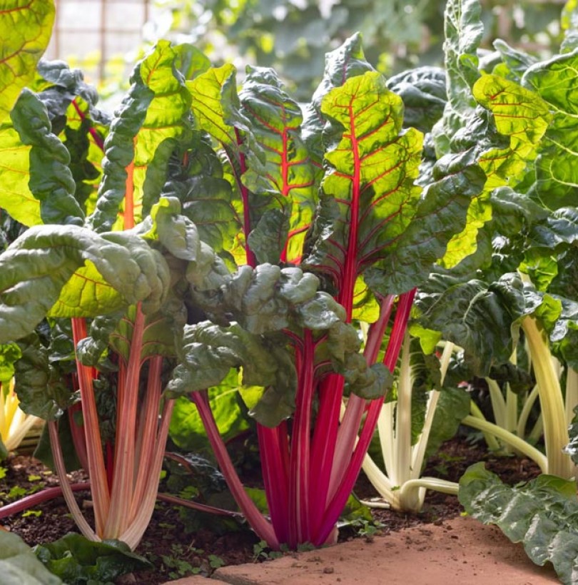 Blette : culture, semis, plantation et entretien au potager