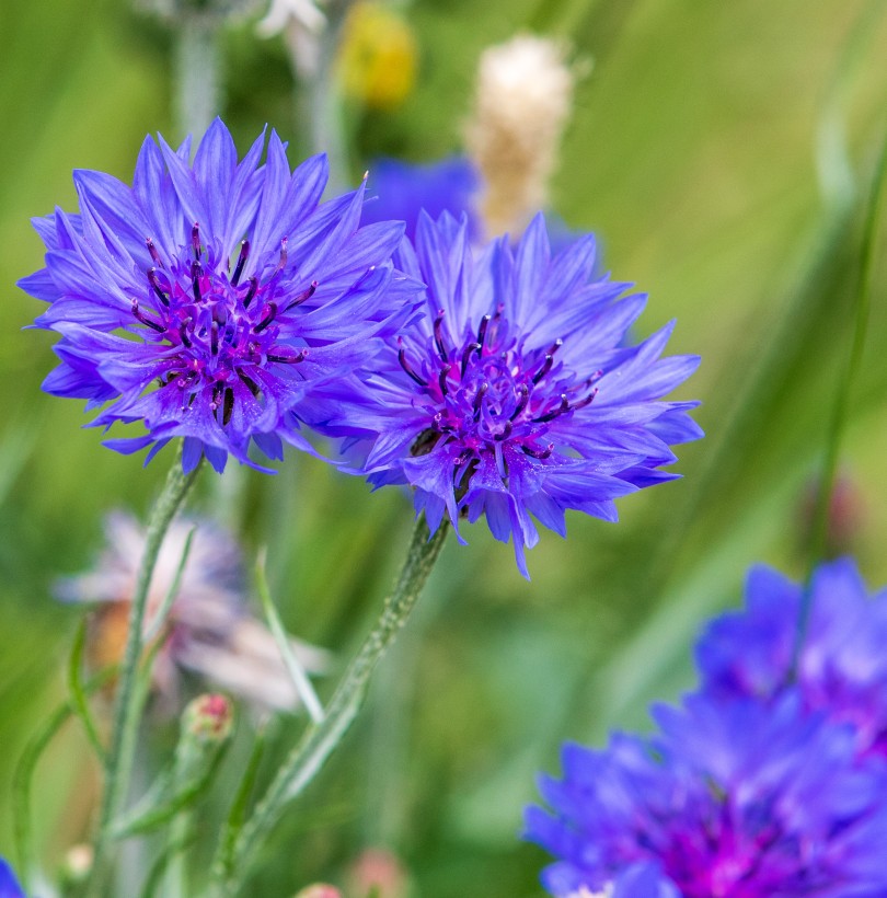 Bleuet : semis, culture et associations au potager