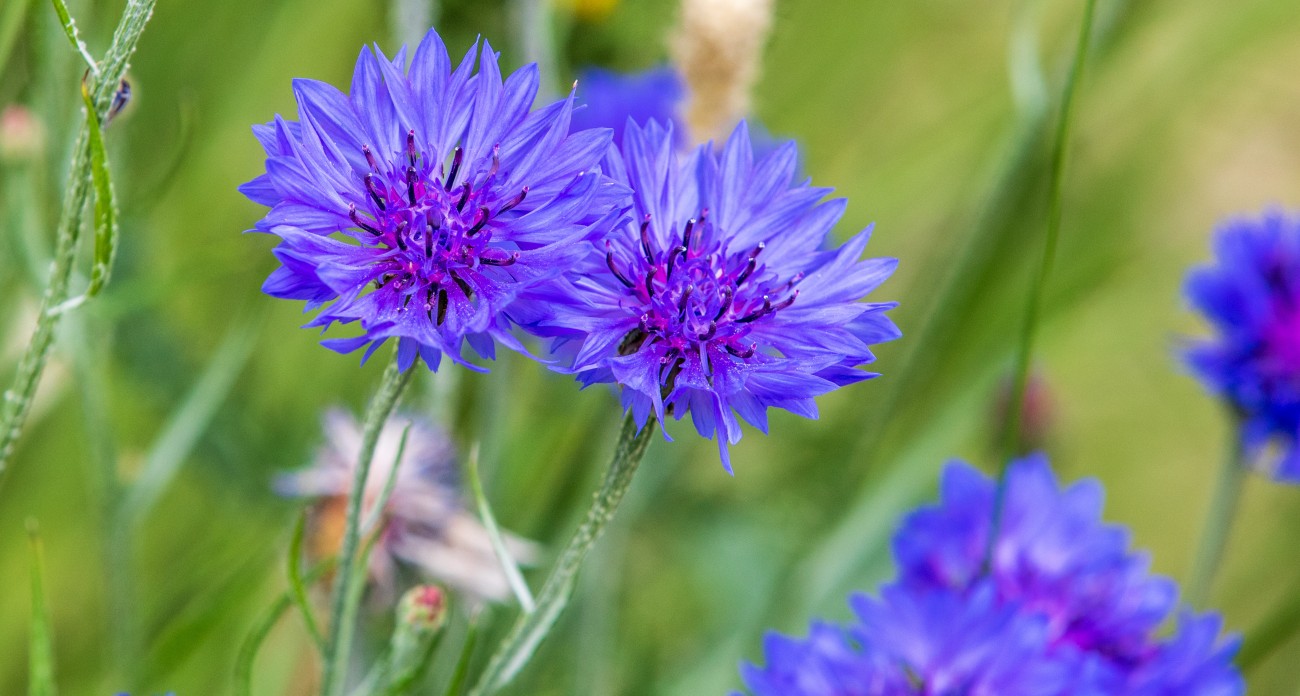Bleuet : semis, culture et associations au potager