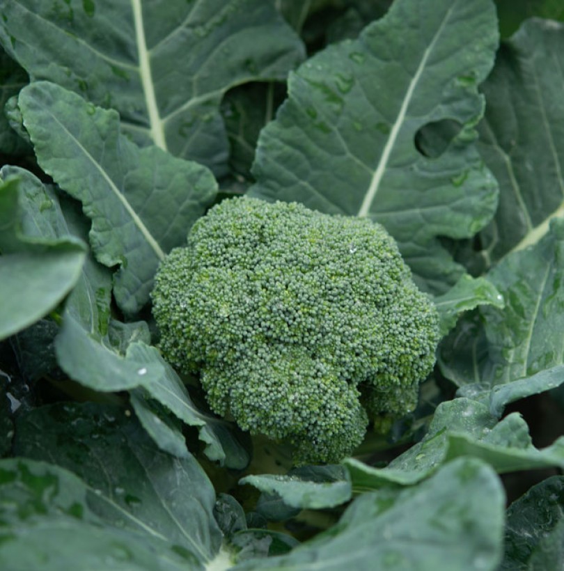 Brocoli : semis, culture, plantation et récolte au potager