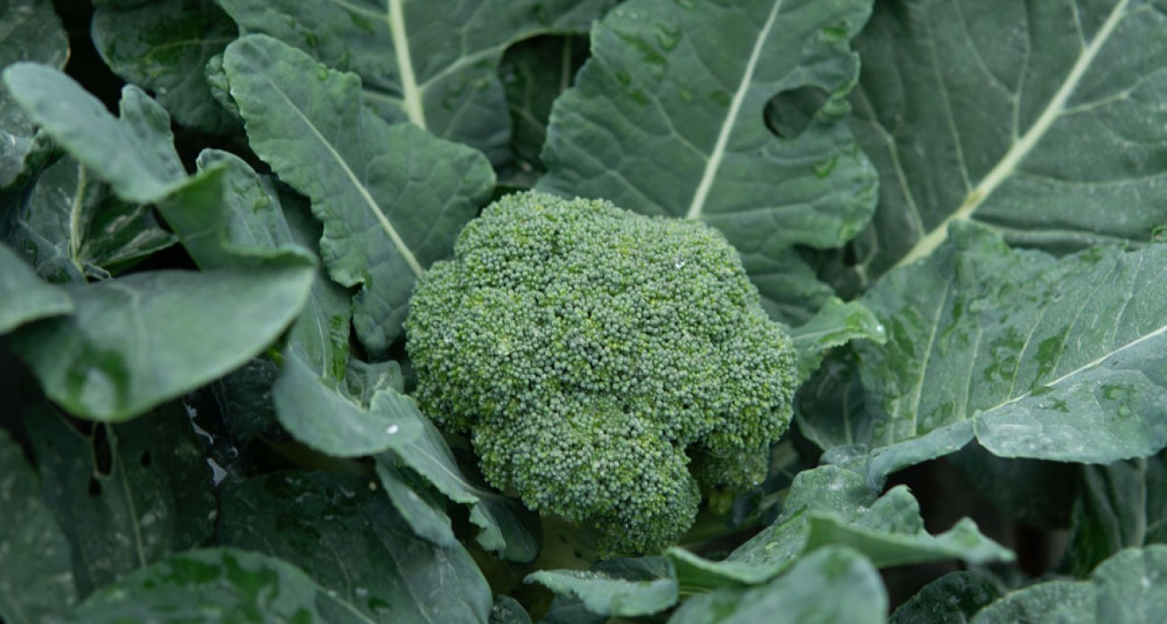 Brocoli : semis, culture, plantation et récolte au potager