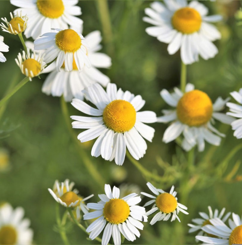 Camomille : culture, semis et entretien au jardin
