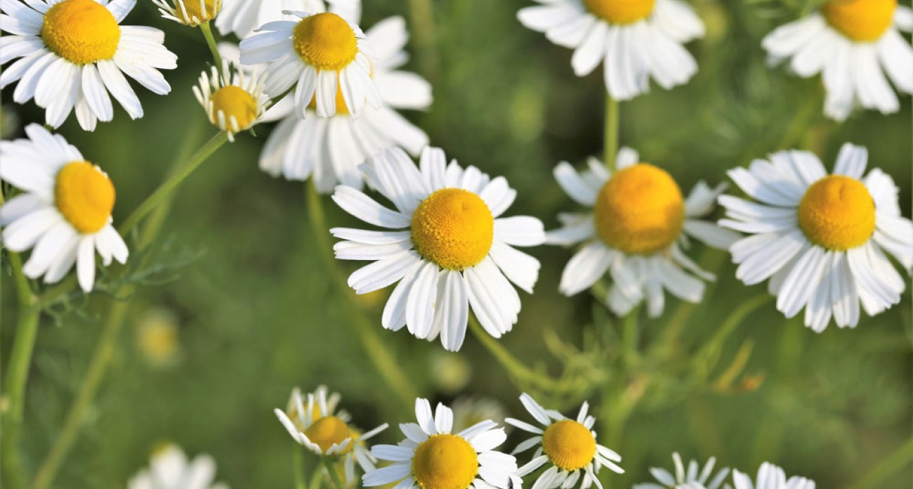 Camomille : culture, semis et entretien au jardin
