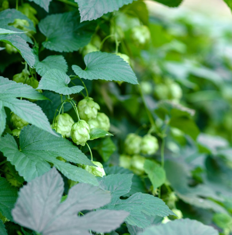 Houblon (Humulus lupulus) : planter, cultiver et récolter