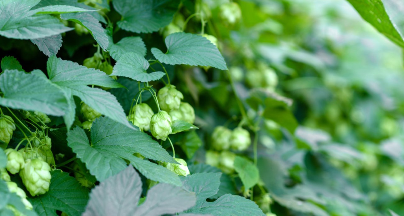 Houblon (Humulus lupulus) : planter, cultiver et récolter
