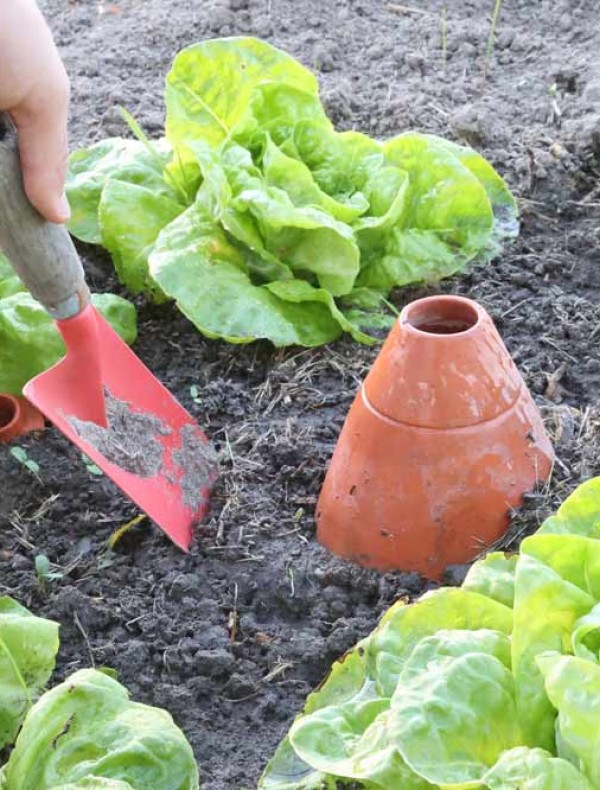 Les oyas : une méthode écoresponsable d'arrosage au potager