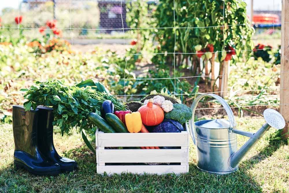Débuter au potager