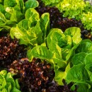 Des salades toute l'année au potager