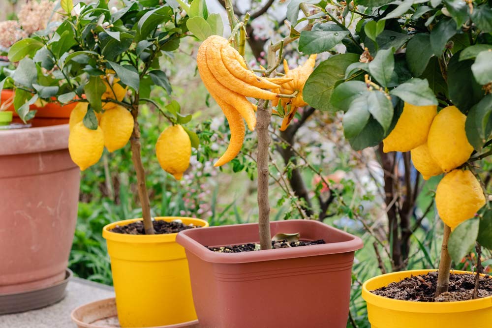 Planter les agrumes en pot