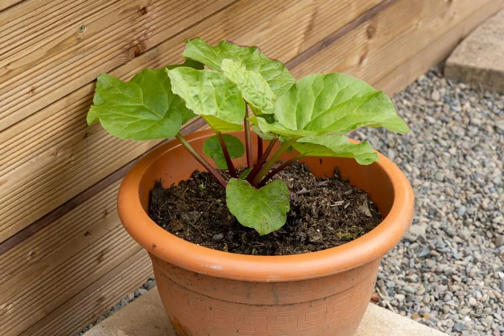 Cultiver la rhubarbe en pot