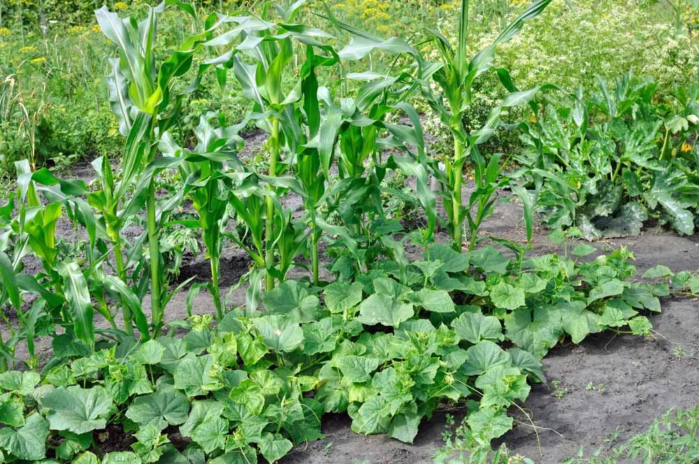 Bonnes et mauvaises associations du maïs au potager