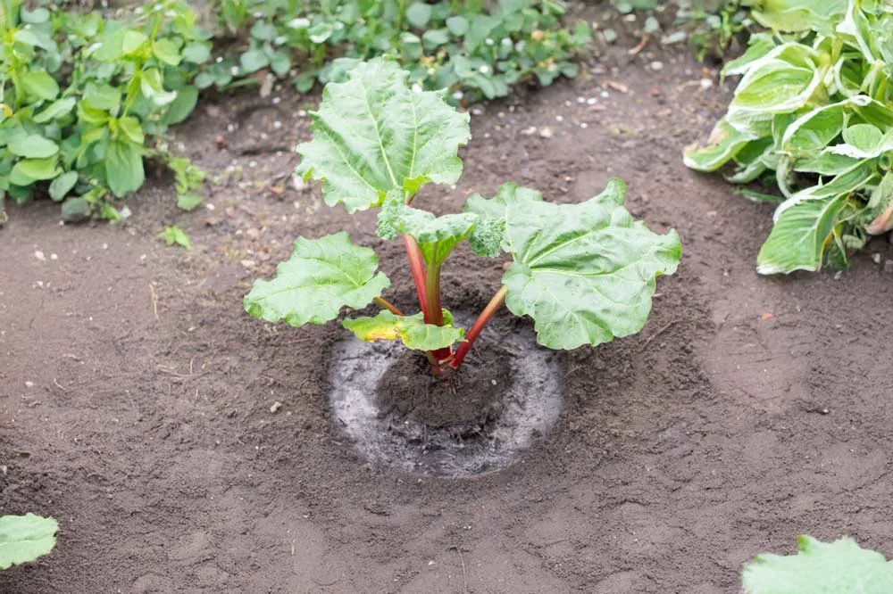 Entretien de la rhubarbe