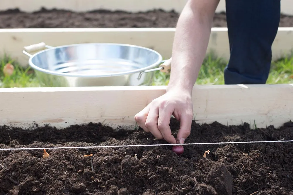 Planter les oignons