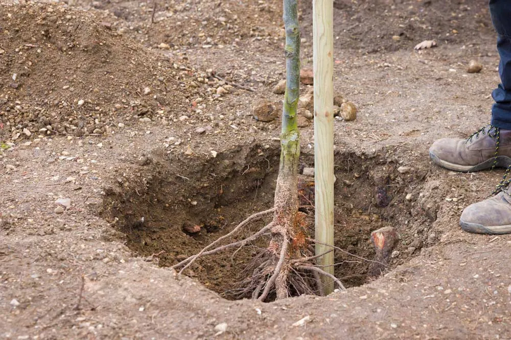 Plantation du pêcher