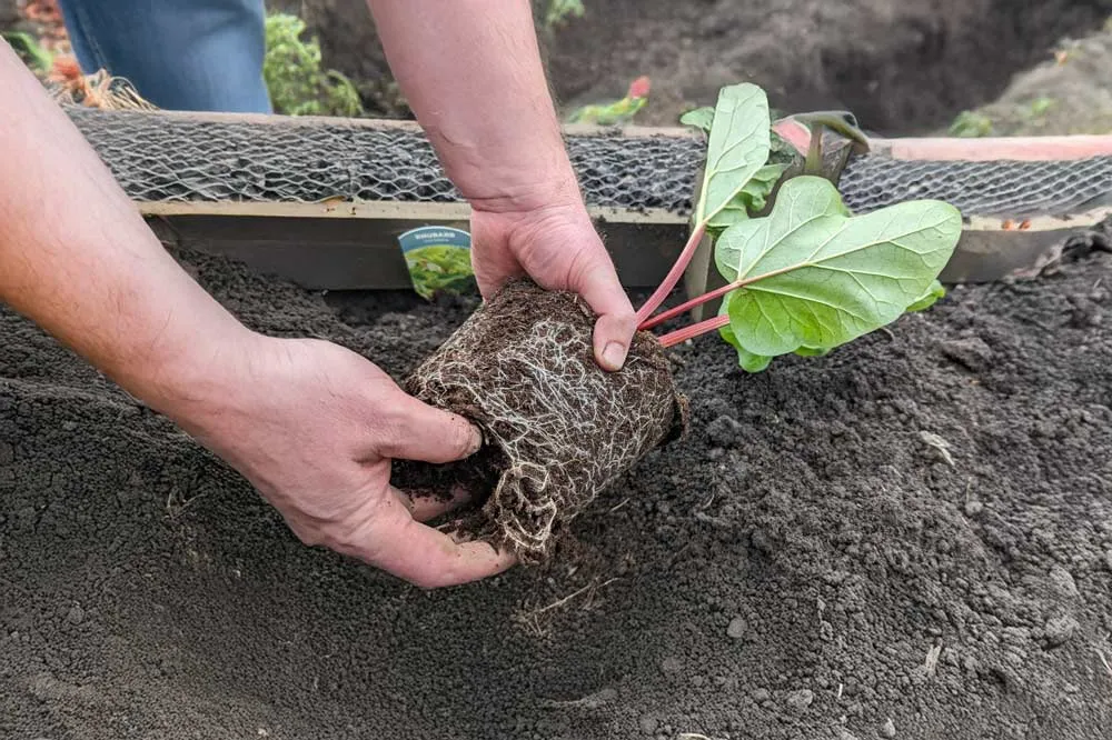 Planter la rhubarbe