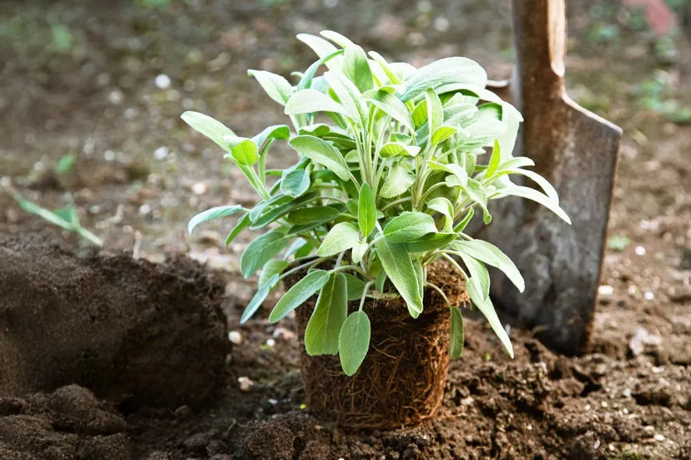 Planter la sauge