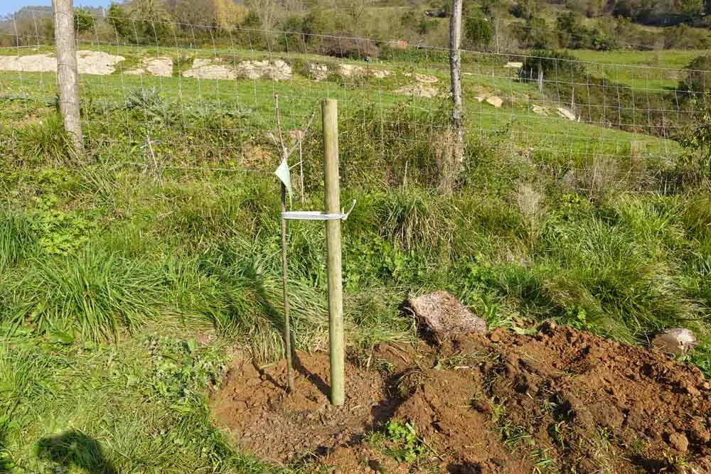 Plantation du châtaignier