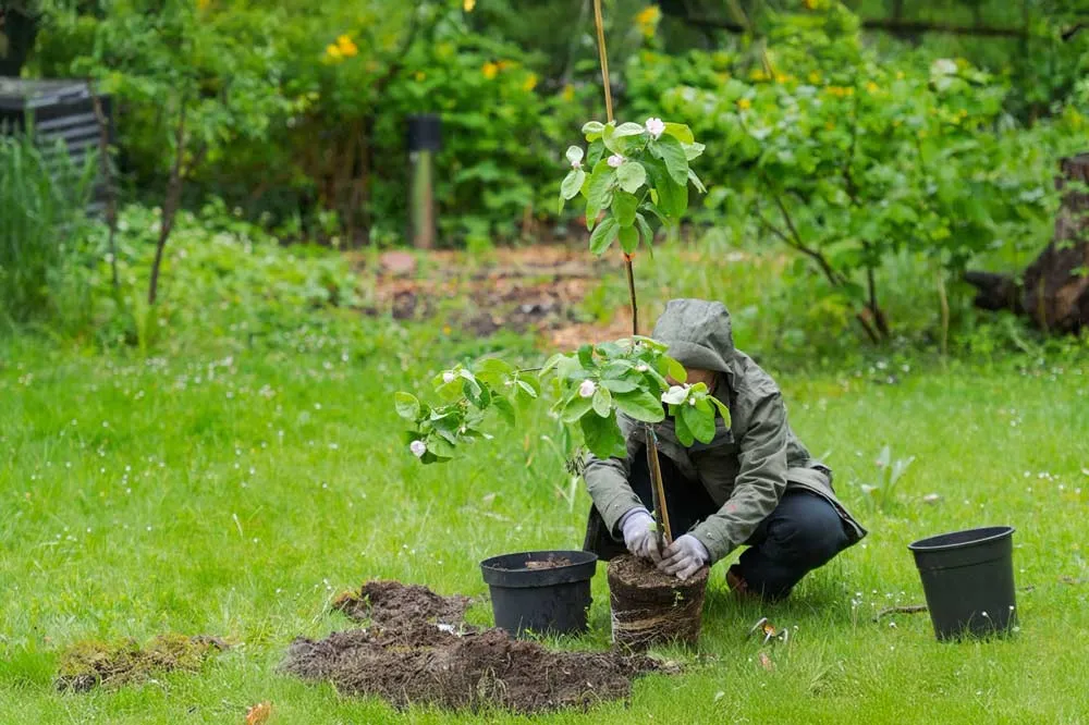 Planter un cognassier