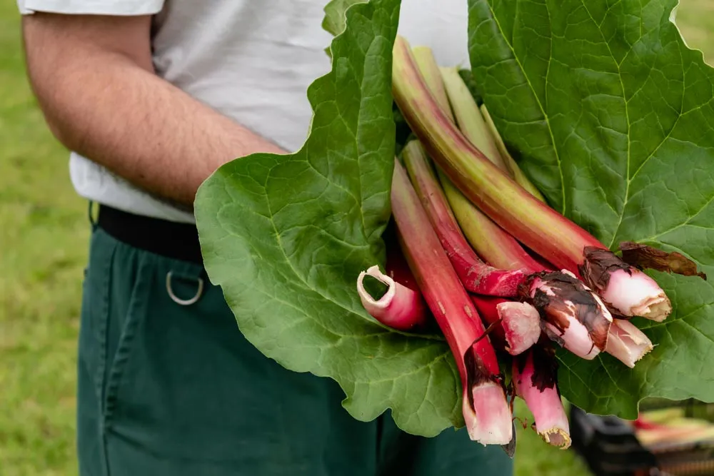 récolter la rhubarbe