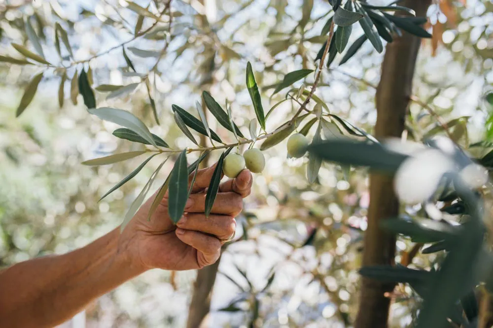 Récolte des olives